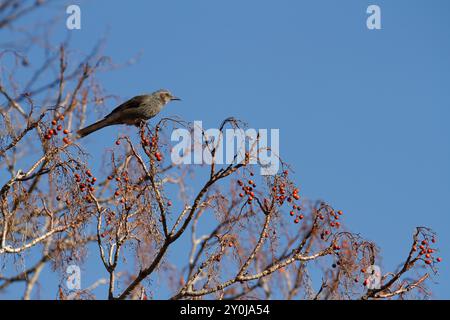 Braunohrige Bulbul-Vögel (Hypsipetes amaurotis) ernähren sich von Beeren in einem Baum in einem Park in Kanagawa, Japan. Stockfoto