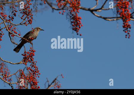 Braunohrige Bulbul-Vögel (Hypsipetes amaurotis) ernähren sich von Beeren in einem Baum in einem Park in Kanagawa, Japan. Stockfoto