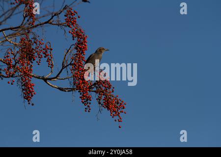 Braunohrige Bulbul-Vögel (Hypsipetes amaurotis) ernähren sich von Beeren in einem Baum in einem Park in Kanagawa, Japan. Stockfoto