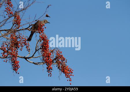 Braunohrige Bulbul-Vögel (Hypsipetes amaurotis) ernähren sich von Beeren in einem Baum in einem Park in Kanagawa, Japan. Stockfoto