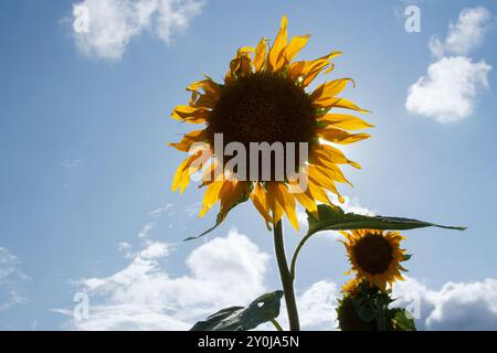 Sonnenblumen (Helianthus annuus) in einem Feld in der Nähe von Zama, Kanagawa, Japan. Stockfoto