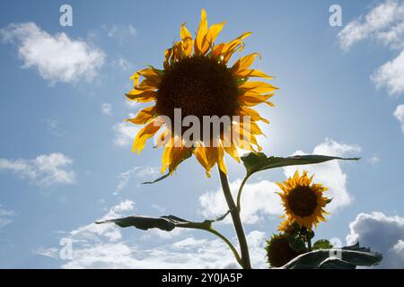 Sonnenblumen (Helianthus annuus) in einem Feld in der Nähe von Zama, Kanagawa, Japan. Stockfoto