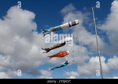 Koinobiori-Karpfenfänger fliegen gegen einen blauen Himmel mit Wolken. Kanagawa, Japan. Stockfoto