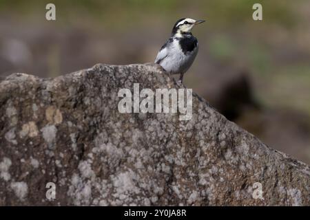 Ein japanischer Wagtail (Motacilla alba lugens) auf einem Felsen in einem Park in Kanagawa, Japan. Stockfoto