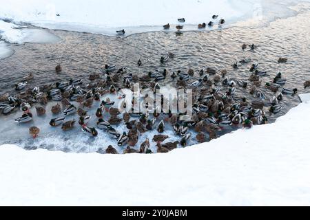 Gefrorener See im Winter, bedeckt mit Eis und Schneesee im Winter während der Fröste, Enten schwimmen im Wasser Stockfoto