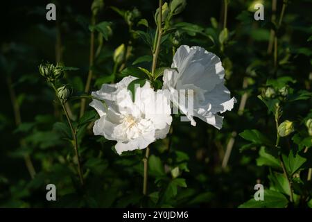 Blumen auf einer weißen Chiffon-Rose von Sharon Hibiscus Stockfoto