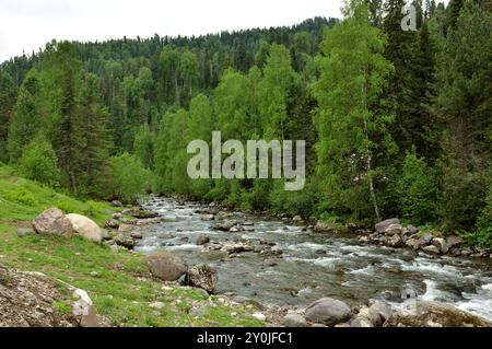 Ein stürmischer Fluss fließt von den Bergen durch einen dichten Sommerwald nach Regen an einem bewölkten Tag. Iogach, Altai, Sibirien, Russland. Stockfoto