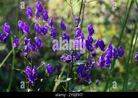 Monkshood / Teufelshelm, Aconitum variegatum, in einem privaten Garten in Südfinnland, August 2024 Stockfoto