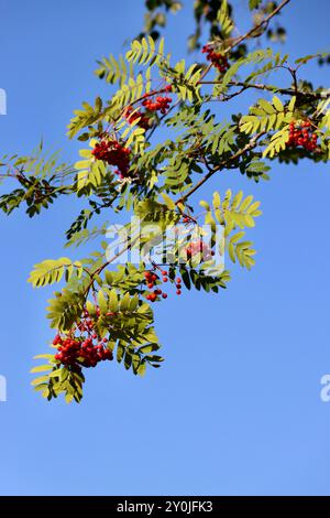 Ein europäischer rowan (Sorbus aucuparia) Zweig gegen den blauen Himmel in Südfinnland, August 2024 Stockfoto