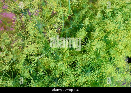 Blühender Dill in einem privaten Garten in Südfinnland, August 2024 Stockfoto