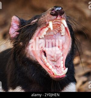 Der Tasmanische Teufel ist ein fleischfressendes Beuteltier der Familie Dasyuridae. Der wissenschaftliche Name ist Sarcophilus harrisii. Stockfoto