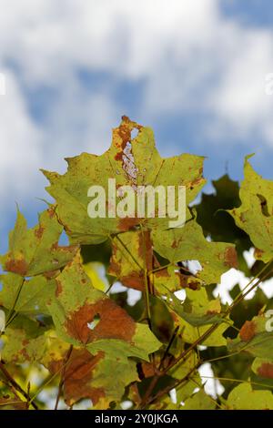 Anthracnose erkrankte infizierte Ahornblätter, Quebec, Kanada Stockfoto