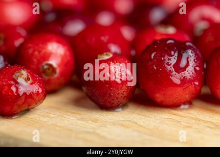 Rote wilde Preiselbeeren, bedeckt mit Wassertropfen, säuerliche reife Preiselbeeren mit Tropfen reinen Wassers auf der Oberfläche Stockfoto