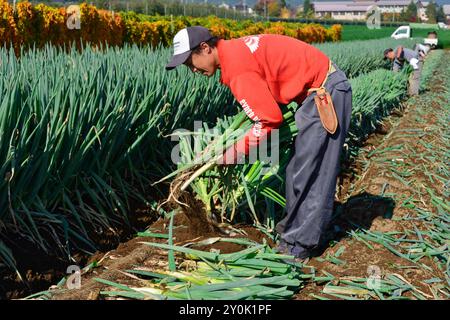 Ernte von walisischen Zwiebeln Stockfoto