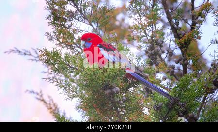 crimson rosella, die in einer Zypressenkiefer thront, frisst ihre Federn Stockfoto