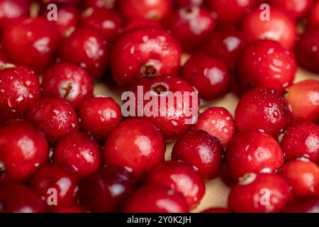 Rote wilde Cranberrys bedeckt mit Wassertropfen, frische reife Cranberrys mit Tropfen reinen Wassers Stockfoto