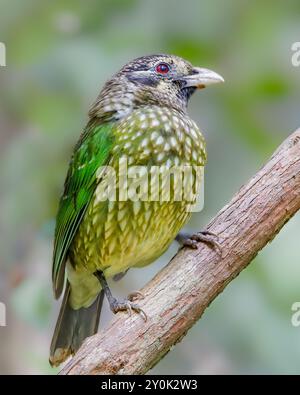 Nahaufnahme eines gefleckten Katzenvogels, der auf dem Stiel einer Regenwaldliana thront Stockfoto