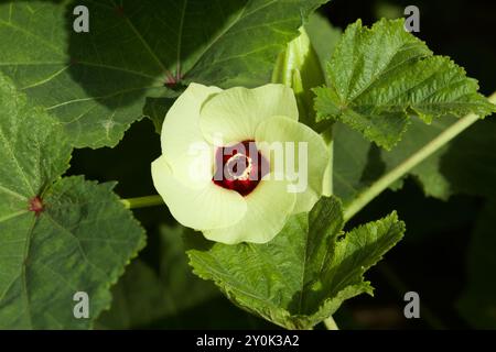 Okrablume blüht im Garten. Blume Nahaufnahme. Naturkonzept. Stockfoto