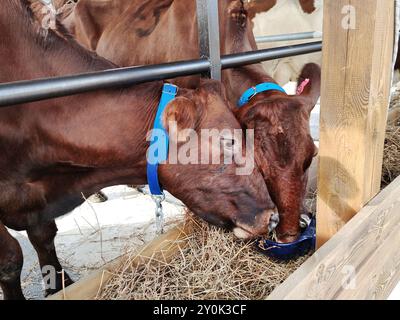 Rinderfütterung mit Heu. Kühe auf Milchviehhaltung. Kühe, die auf modernen Milch- oder Milchviehbetrieben gezüchtet werden. Rinderzucht Stockfoto