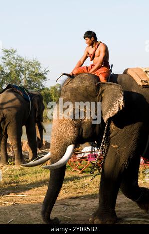 Die bunte Elefantenrunde in Surin, Thailand. Stockfoto