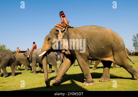 Die bunte Elefantenrunde in Surin, Thailand. Stockfoto