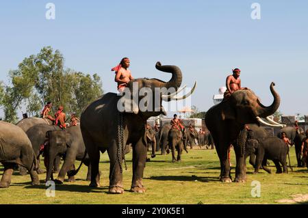 Die bunte Elefantenrunde in Surin, Thailand. Stockfoto