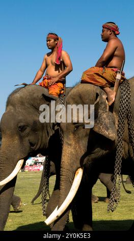 Die bunte Elefantenrunde in Surin, Thailand. Stockfoto