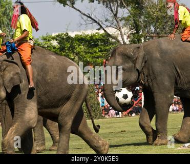 Die bunte Elefantenrunde in Surin, Thailand. Stockfoto
