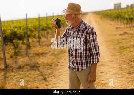 Ein älterer Herr steht inmitten üppiger grüner Weinstöcke, voller Stolz, während er seine üppige Ernte dunkler, praller Trauben unter warmen Herbsttagen vorstellt Stockfoto