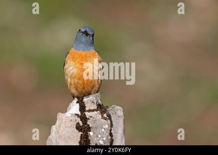 Rufous-tailed Rock-Soor, Gran Sasso National Park, Italien, Juni 2021 Stockfoto