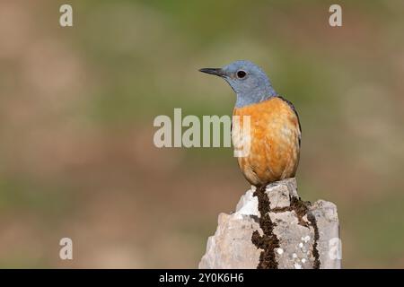 Rufous-tailed Rock-Soor, Gran Sasso National Park, Italien, Juni 2021 Stockfoto