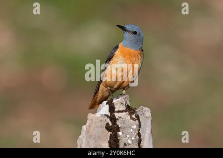 Rufous-tailed Rock-Soor, Gran Sasso National Park, Italien, Juni 2021 Stockfoto