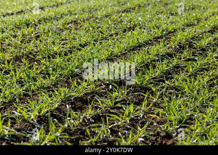 Tautropfen auf das grüne Gras im Herbst, Anbau von Winterweizen und erste Weizensprossen in der Herbstsaison auf dem Feld Stockfoto