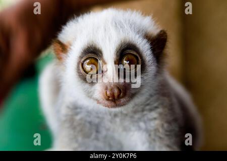 Ein süßer bengalischer Slow Loris im Norden Thailands. Stockfoto