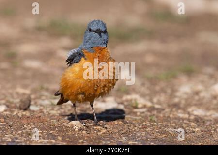 Rufous-tailed Rock-Soor, Gran Sasso National Park, Italien, Juni 2021 Stockfoto