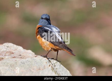 Rufous-tailed Rock-Soor, Gran Sasso National Park, Italien, Juni 2021 Stockfoto