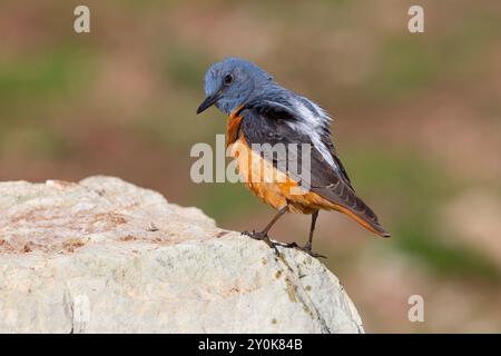 Rufous-tailed Rock-Soor, Gran Sasso National Park, Italien, Juni 2021 Stockfoto