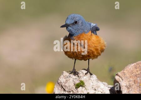 Rufous-tailed Rock-Soor, Gran Sasso National Park, Italien, Juni 2021 Stockfoto