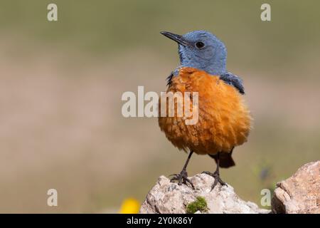 Rufous-tailed Rock-Soor, Gran Sasso National Park, Italien, Juni 2021 Stockfoto