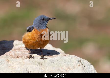 Rufous-tailed Rock-Soor, Gran Sasso National Park, Italien, Juni 2021 Stockfoto