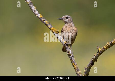 Rufous-tailed Rock-Soor, Gran Sasso National Park, Italien, Juni 2021 Stockfoto