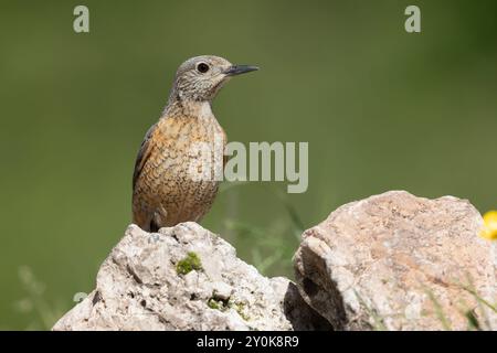 Rufous-tailed Rock-Soor, Gran Sasso National Park, Italien, Juni 2021 Stockfoto