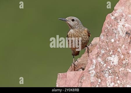 Rufous-tailed Rock-Soor, Gran Sasso National Park, Italien, Juni 2021 Stockfoto