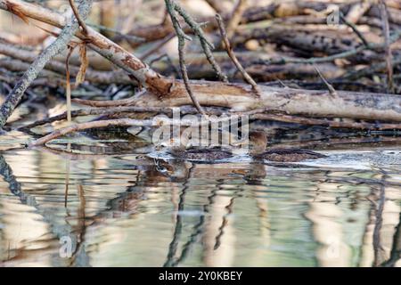 Der Merganser mit Kapuze (Lophodytes cucullatus) ist die zweitkleinste Merganserart und zugleich der einzige Merganser, dessen Heimat Amerika ist Stockfoto