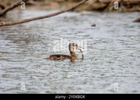 Der Merganser mit Kapuze (Lophodytes cucullatus) ist die zweitkleinste Merganserart und zugleich der einzige Merganser, dessen Heimat Amerika ist Stockfoto