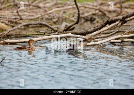 Der Merganser mit Kapuze (Lophodytes cucullatus) ist die zweitkleinste Merganserart und zugleich der einzige Merganser, dessen Heimat Amerika ist Stockfoto