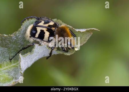 Gebänderter Pinselkäfer, Pinselkäfer, Trichius fasciatus, Bienenscheuer, eurasischer Bienenkäfer, Bee Beetle, La Trichie Fasciée Stockfoto