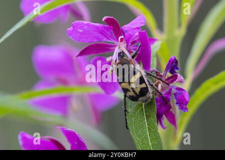 Gebänderter Pinselkäfer, Pinselkäfer, Blütenbesuch auf Weidenröschen, Trichius fasciatus, Bienenscheuer, eurasischer Bienenkäfer, Bienenkäfer, La Trichie Fasc Stockfoto