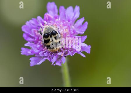 Gebänderter Pinselkäfer, Pinselkäfer, Blütenbesuch, Trichius fasciatus, Bee Chafer, Eurasian Bee Bee, Bee Beetle, La Trichie fasciée Stockfoto