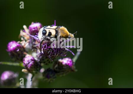 Gebänderter Pinselkäfer, Pinselkäfer, Blütenbesuch, Trichius fasciatus, Bee Chafer, Eurasian Bee Bee, Bee Beetle, La Trichie fasciée Stockfoto